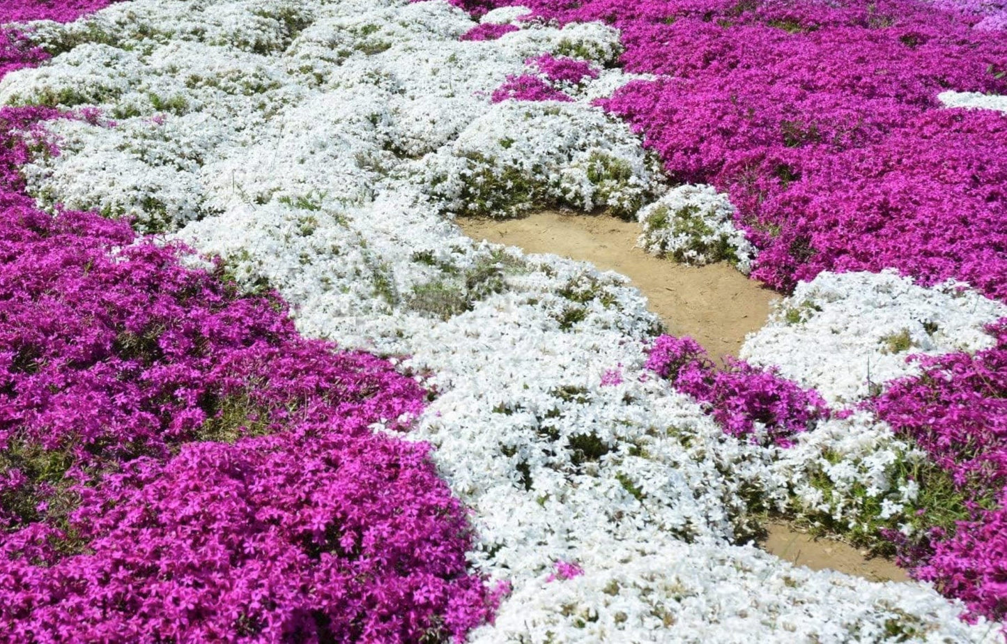 Pathway through a garden with white and pink flowers including creeping thyme