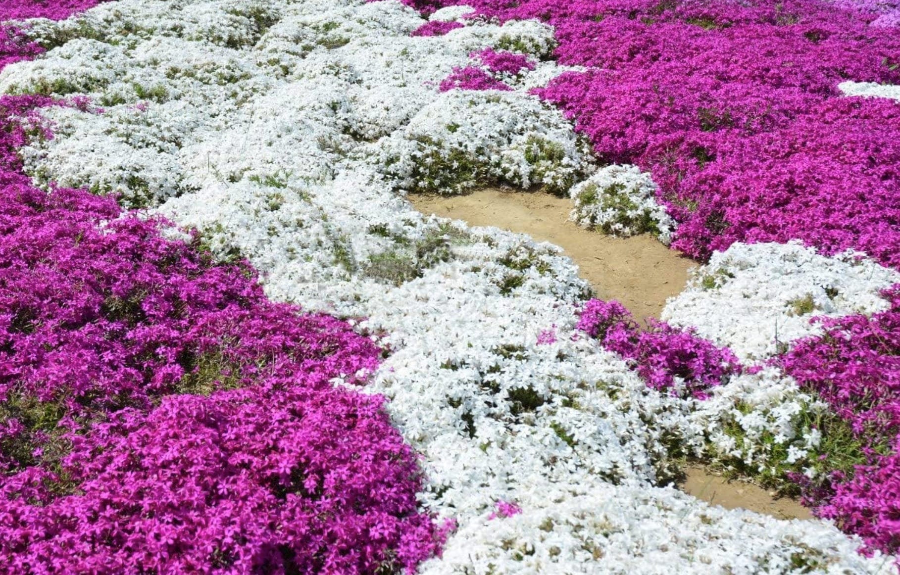 Pathway through a garden with white and pink flowers including creeping thyme