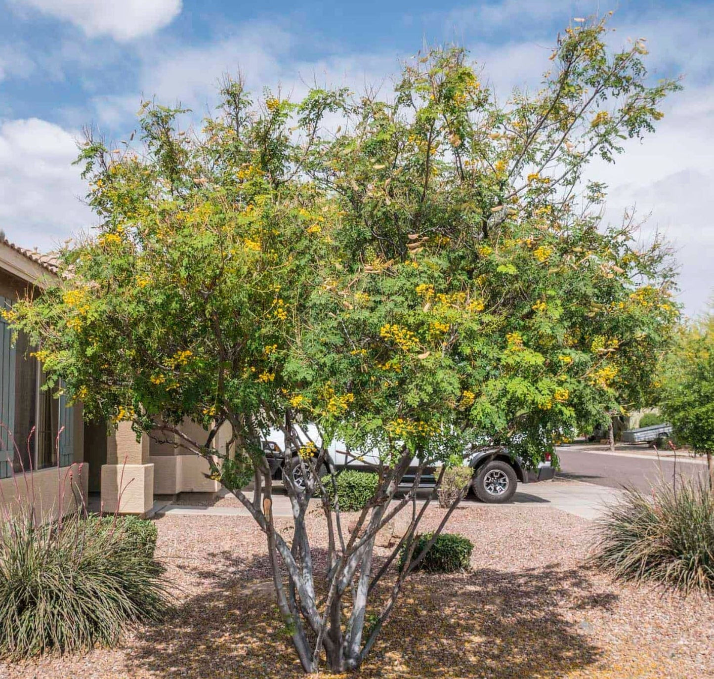 Yellow Pride of Barbados - Mexican Desert Yellow Flowering Bird of Paradise Seeds - Tropical Ambiance Year-Round - Caesalpinia Mexicana