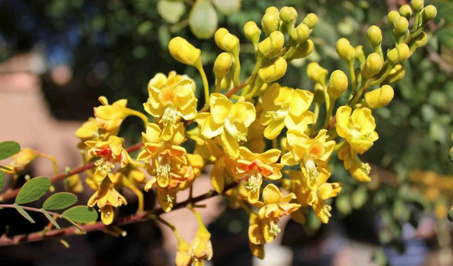 Yellow Pride of Barbados - Mexican Desert Yellow Flowering Bird of Paradise Seeds - Tropical Ambiance Year-Round - Caesalpinia Mexicana