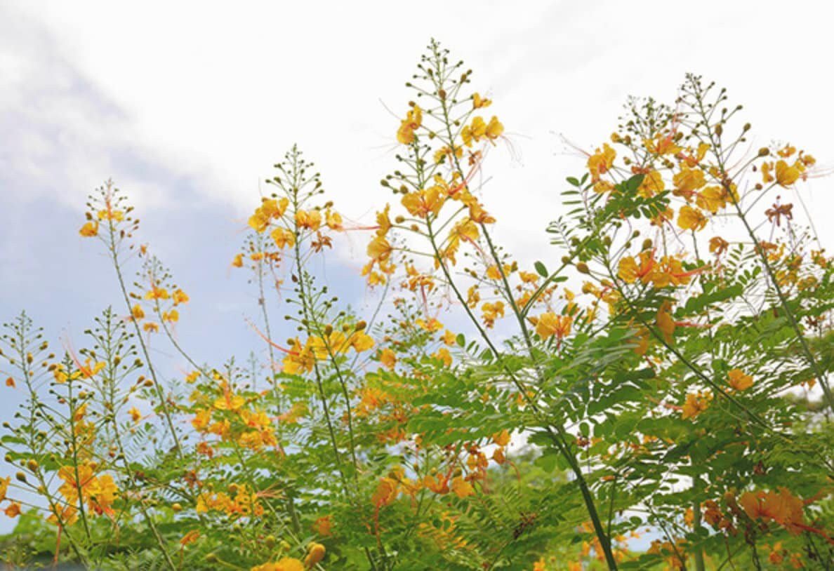 Yellow Pride of Barbados - Mexican Desert Yellow Flowering Bird of Paradise Seeds - Tropical Ambiance Year-Round - Caesalpinia Mexicana