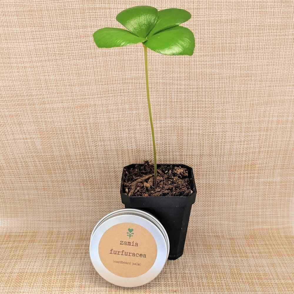 Zamia Furfuracea 'Cardboard Palm' Seeds