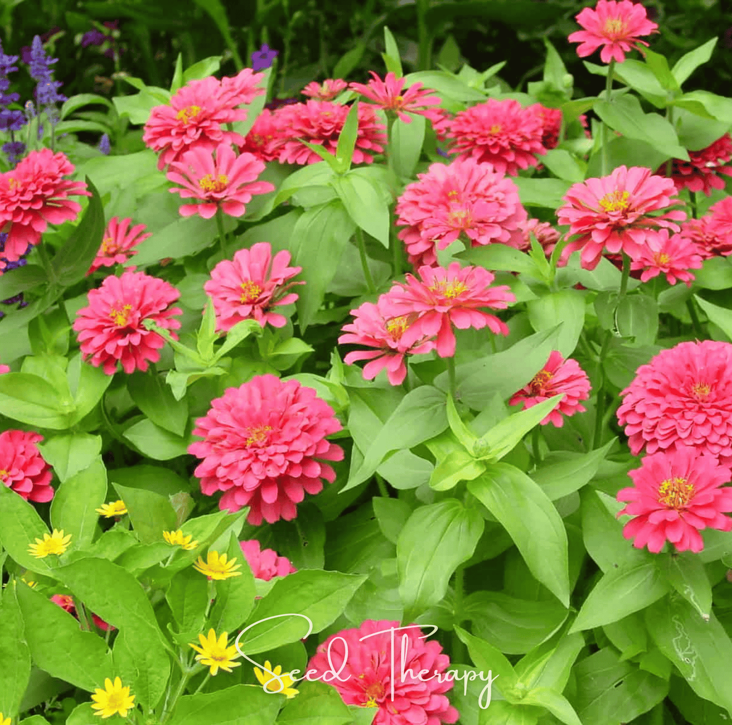 Coral Zinnia flowers with green leaves in a garden setting, featuring the brand 'Seed Therapy'.