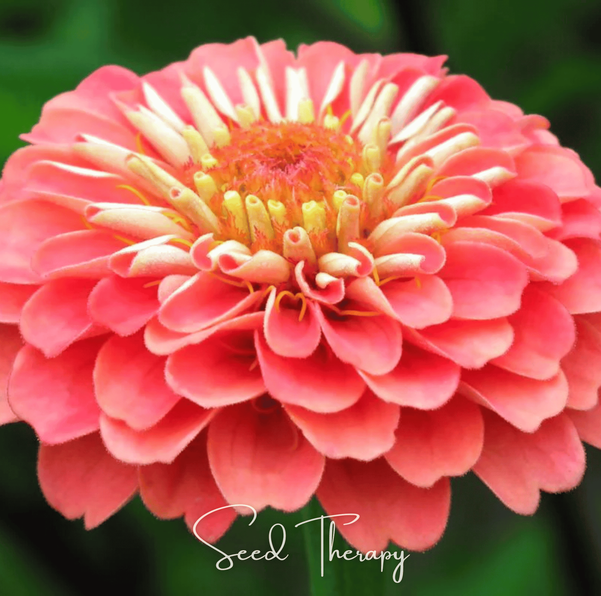 Close-up of a pink Coral Zinnia flower with 'Seed Therapy' branding.