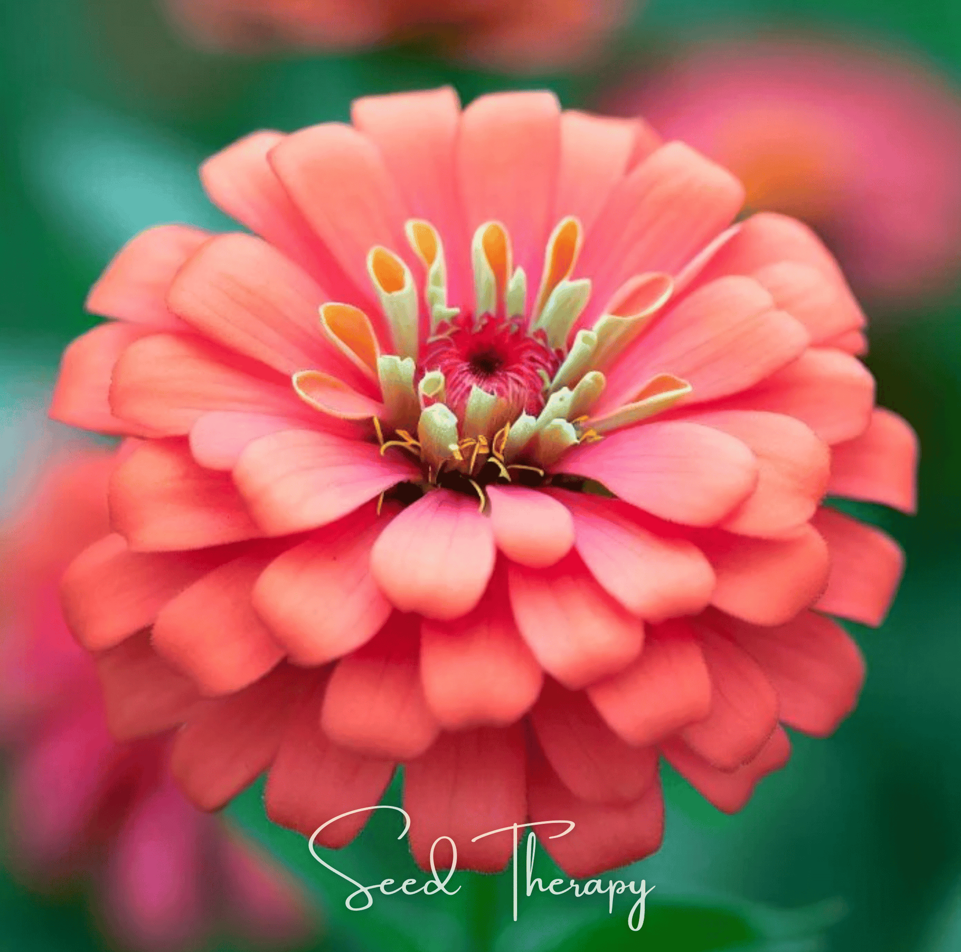 Close-up of a Coral Zinnia flower with 'Seed Therapy' branding.
