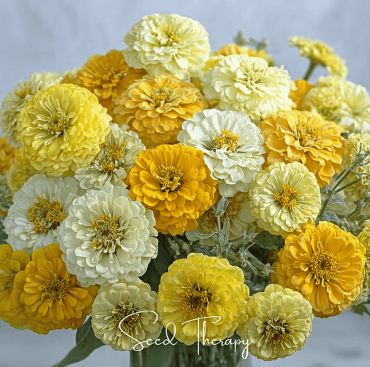 Bouquet of yellow and white zinnia flowers with 'Seed Therapy' branding.