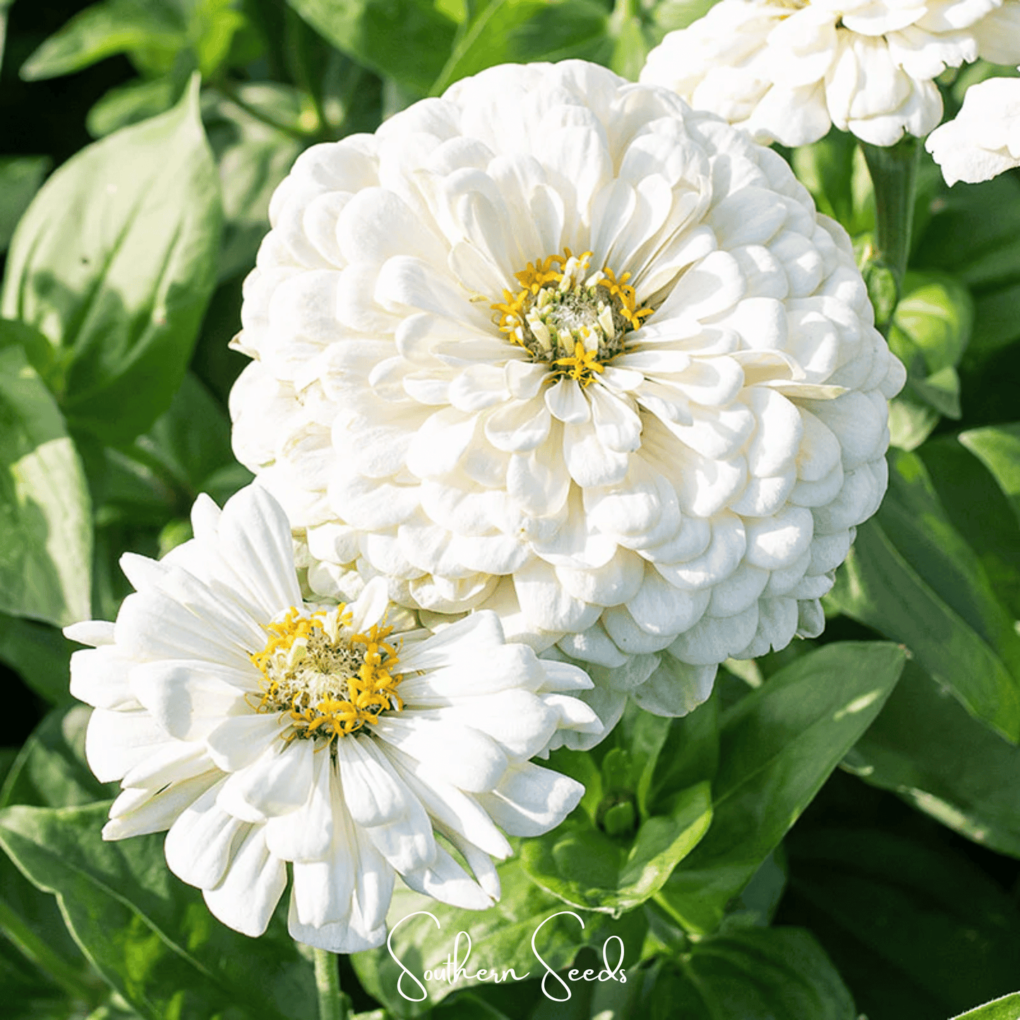 Close-up of two white zinnia flowers with green leaves in the background