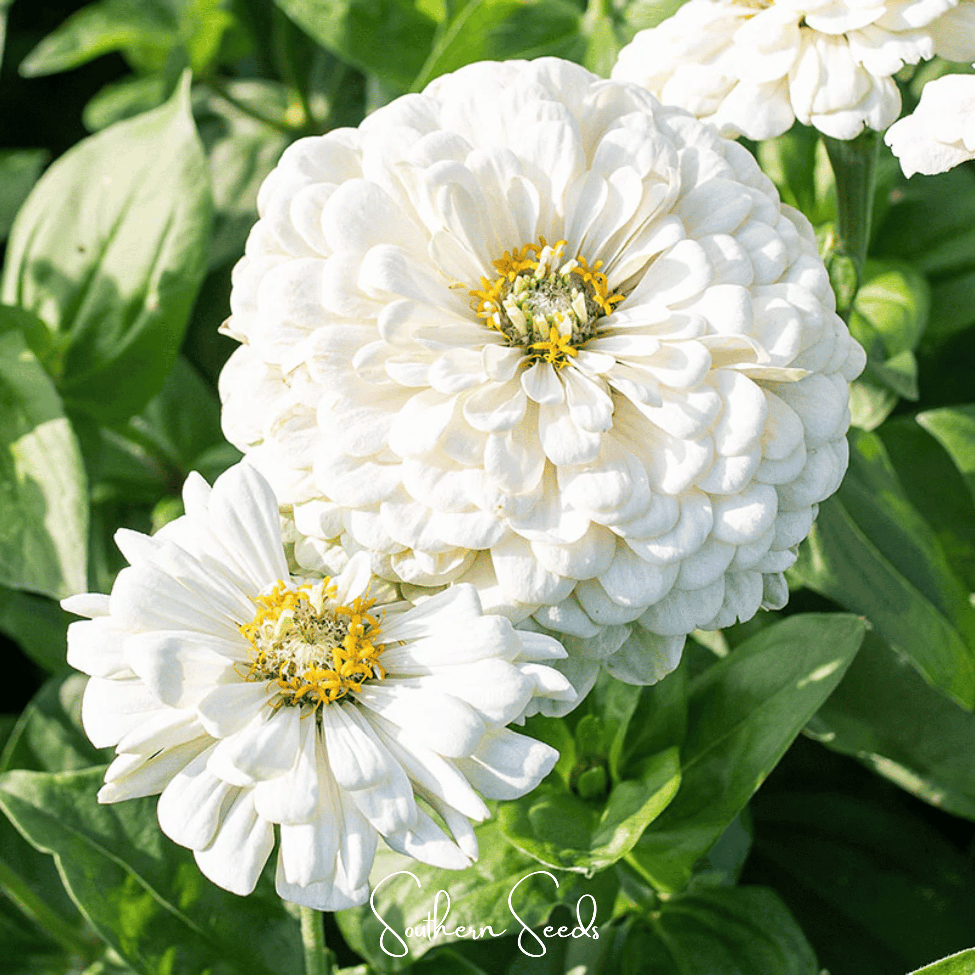 Close-up of two white zinnia flowers with green leaves in the background