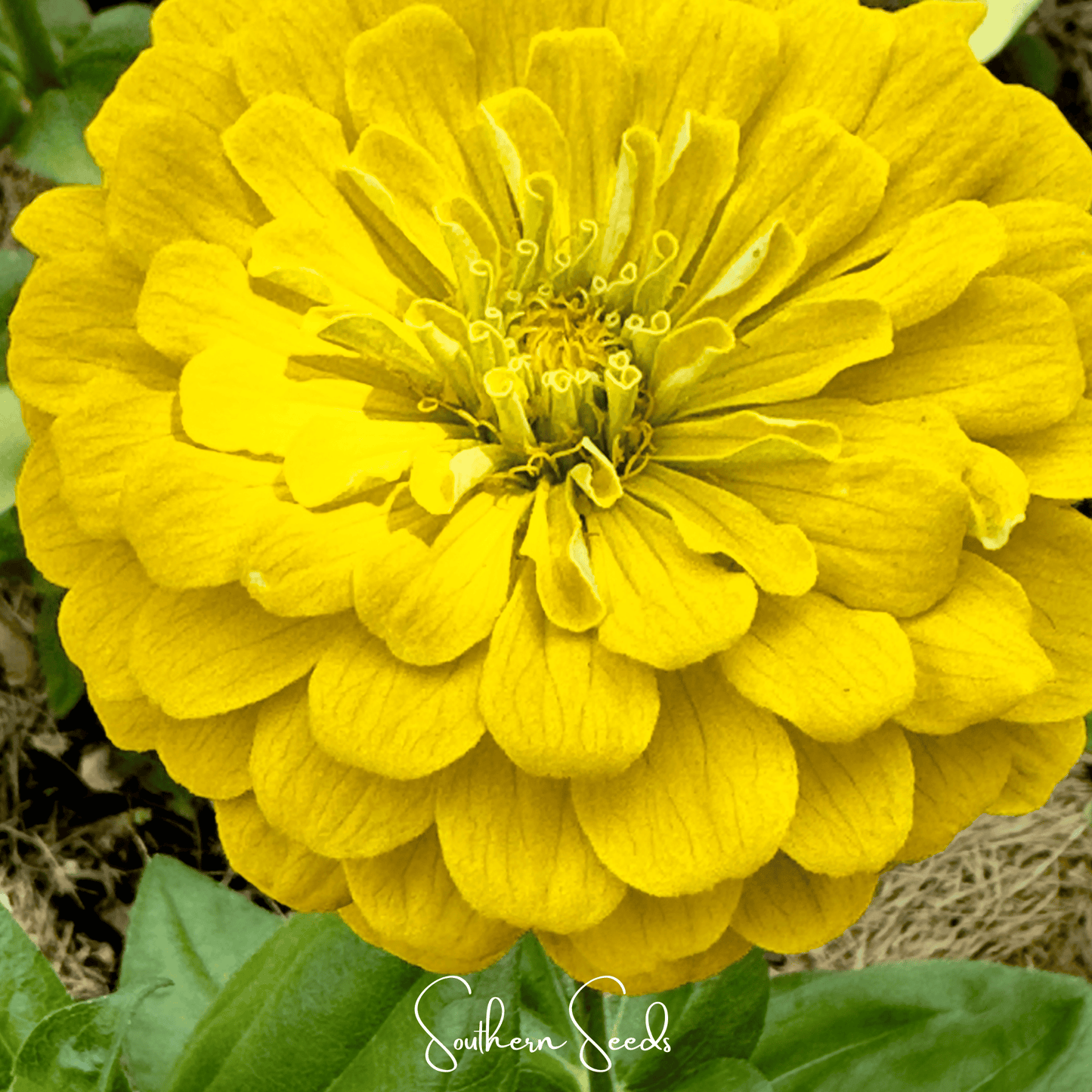 Close-up of a bright yellow zinnia flower with 'Southern Seeds' branding.