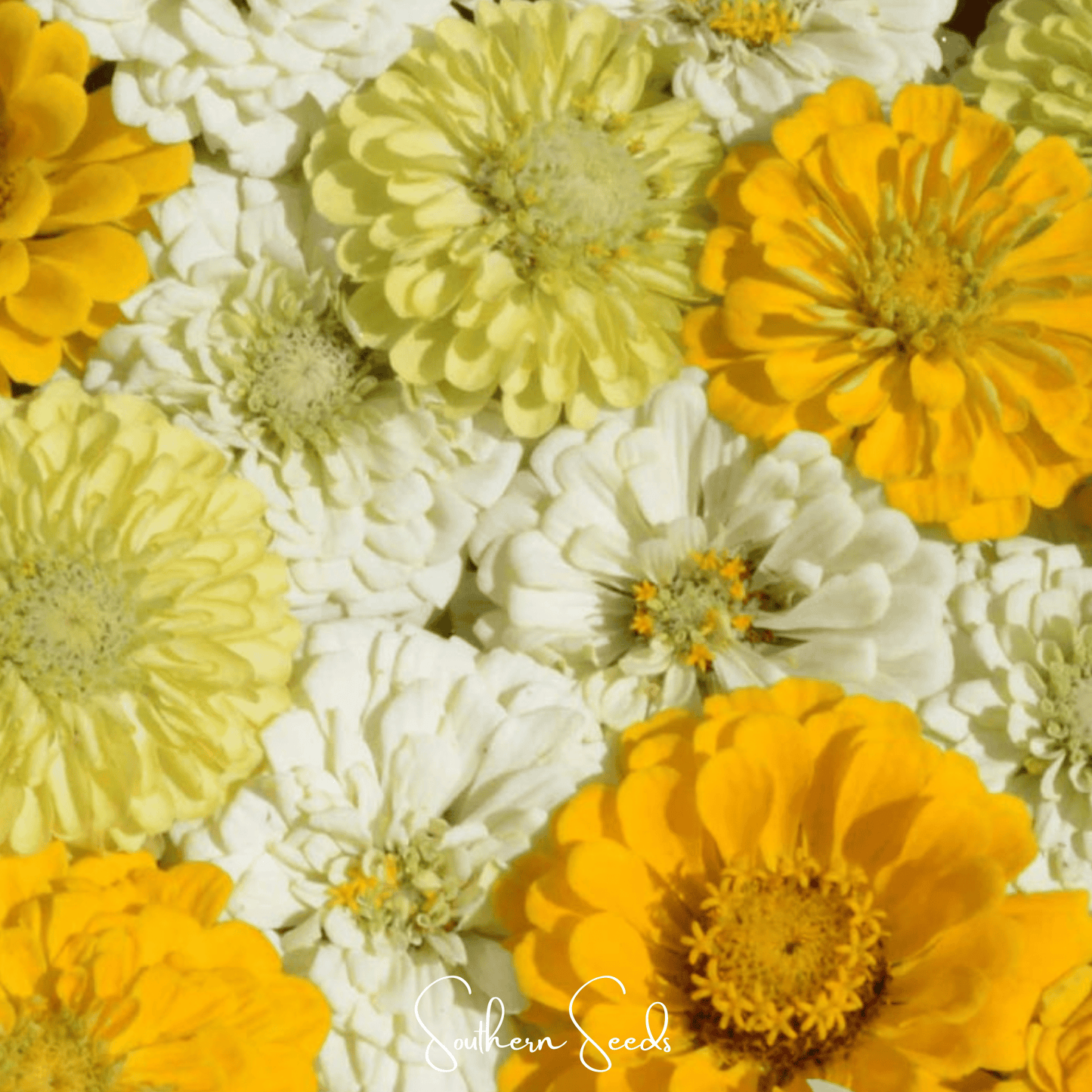 Close-up of yellow and white zinnia flowers with 'Southern Seeds' branding.
