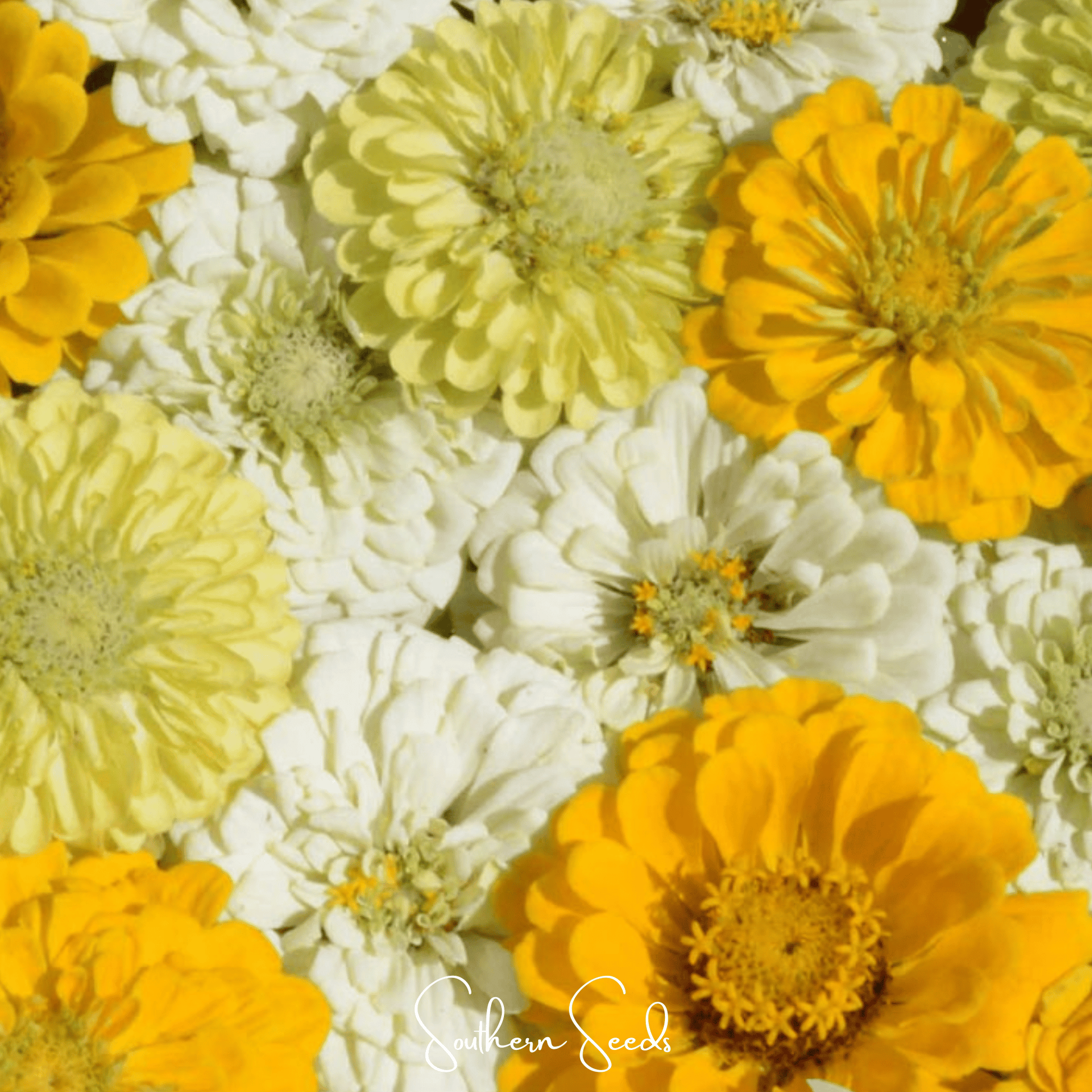 Close-up of yellow and white zinnia flowers with 'Southern Seeds' branding.