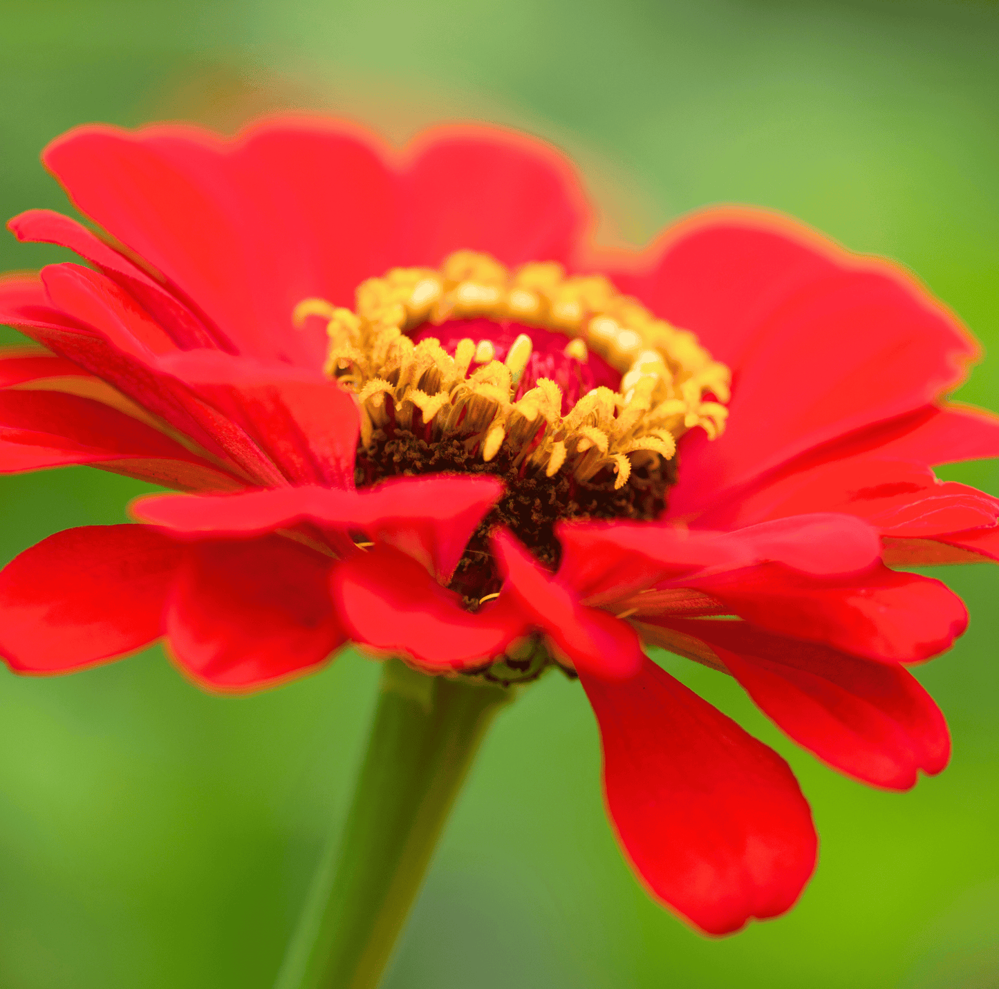 Close-up of a red zinnia flower with a yellow center on a blurred green background