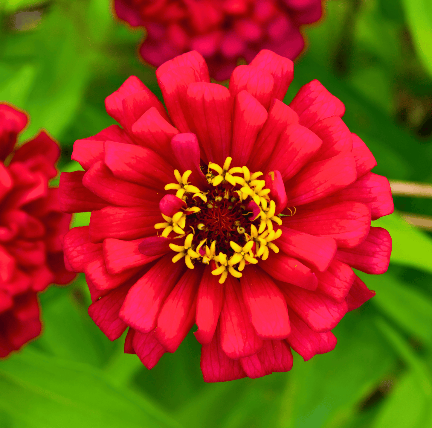 Close-up of a vibrant red zinnia flower with a yellow center on a green background