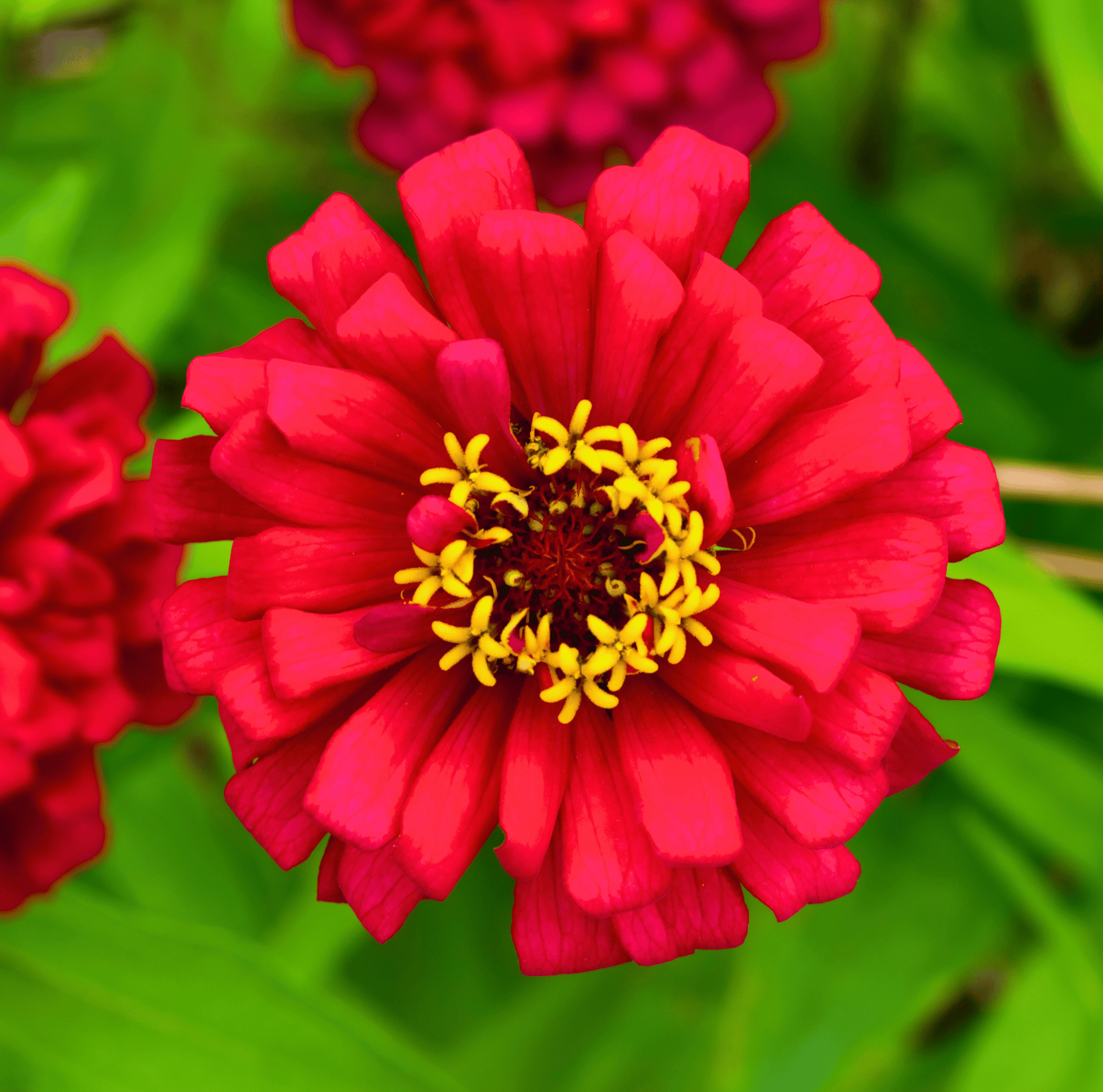 Close-up of a vibrant red zinnia flower with a yellow center on a green background