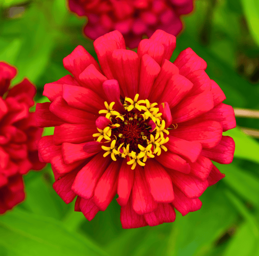Close-up of a vibrant red zinnia flower with a yellow center on a green background
