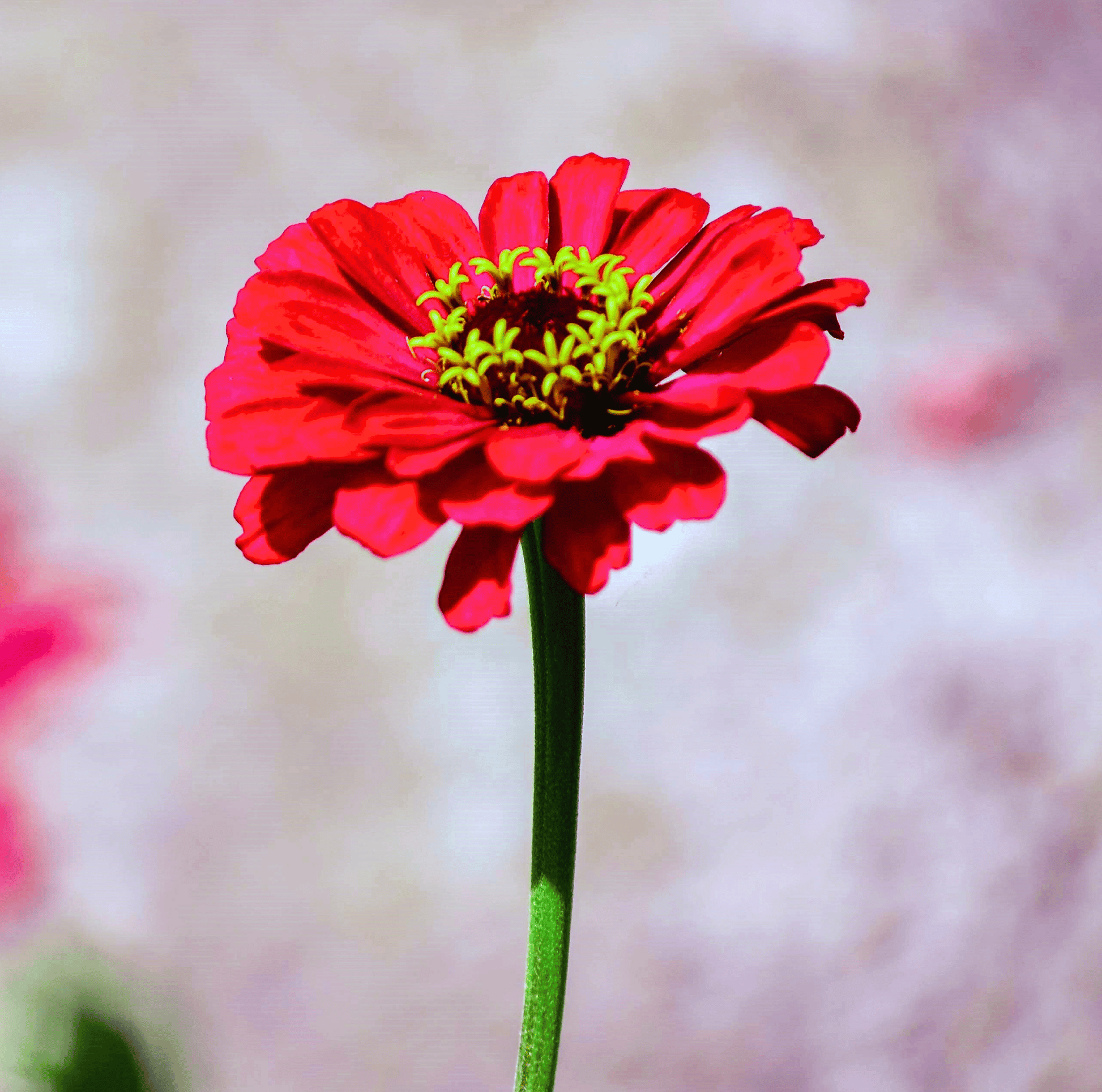 Close-up of a vibrant red zinnia flower with a blurred background