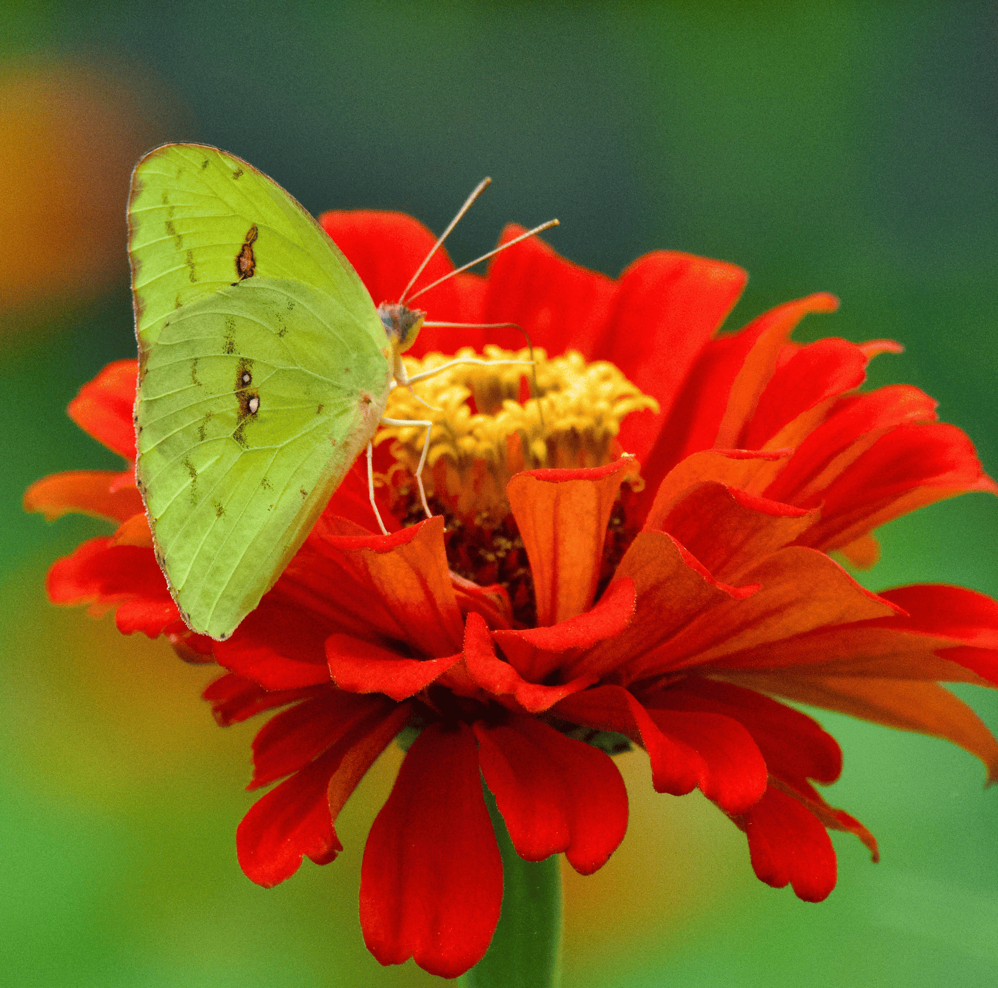 Green butterfly on a red zinnia flower with a blurred green background