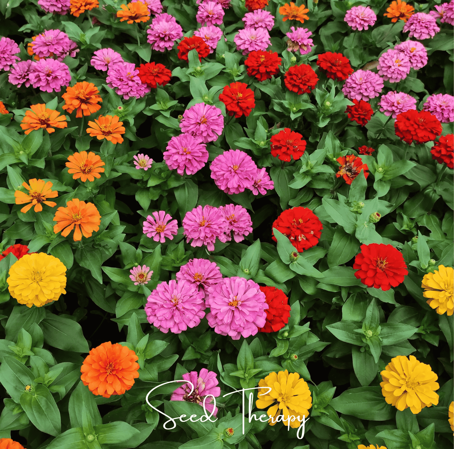 Multicolored zinnia flowers including red, pink, orange, and yellow with green leaves on a blurred background.