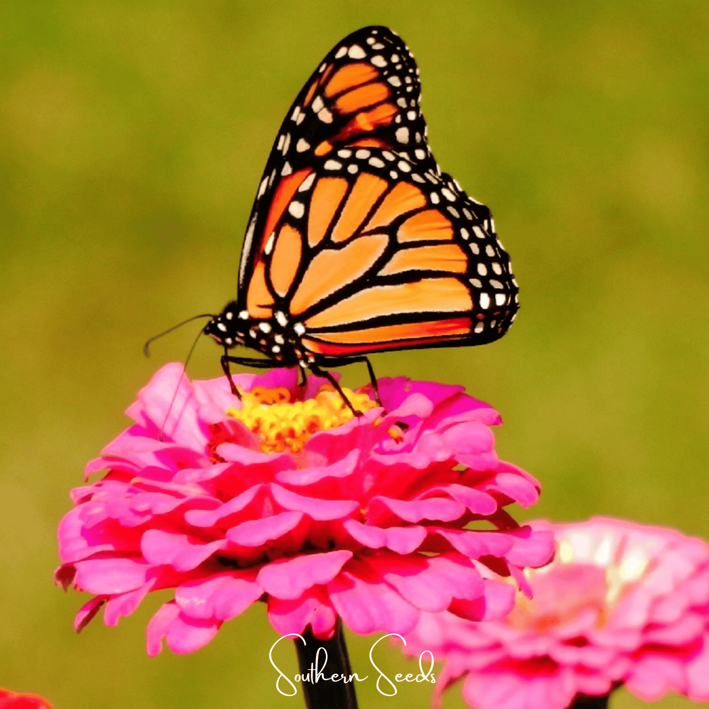 Monarch butterfly on a pink zinnia flower with a blurred green background