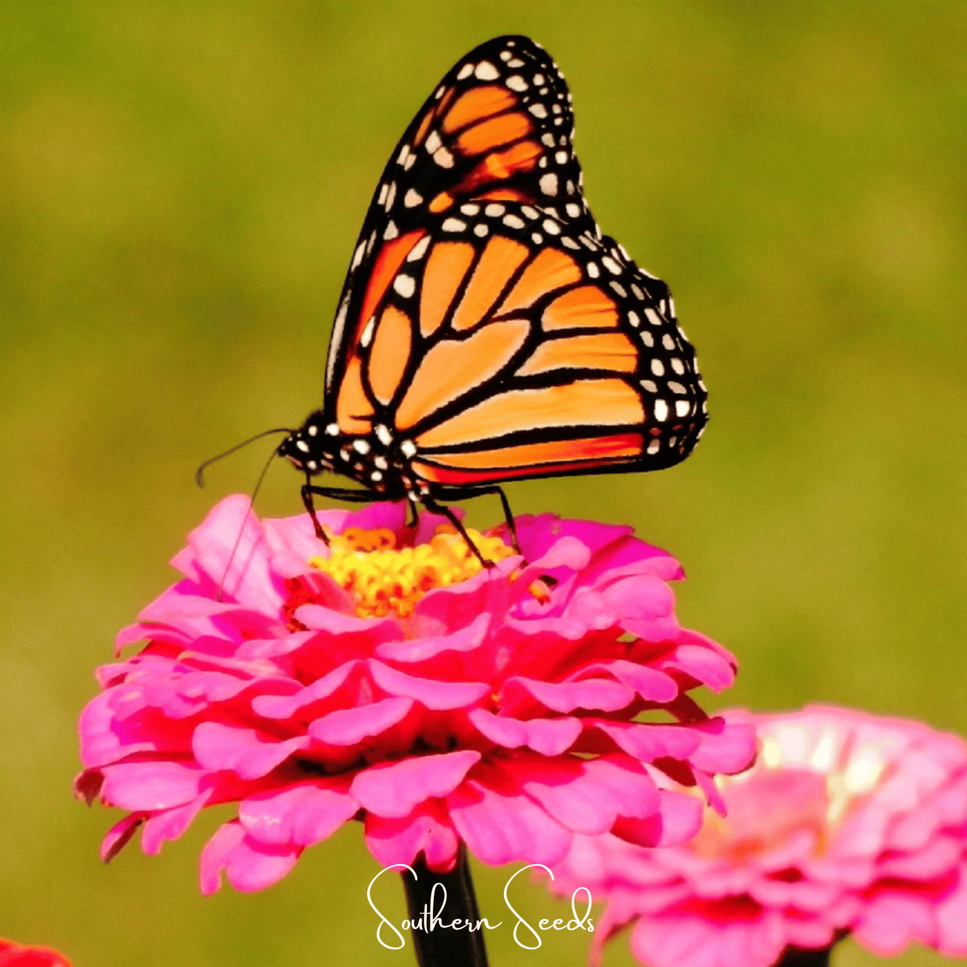 Monarch butterfly on a pink zinnia flower with a blurred green background