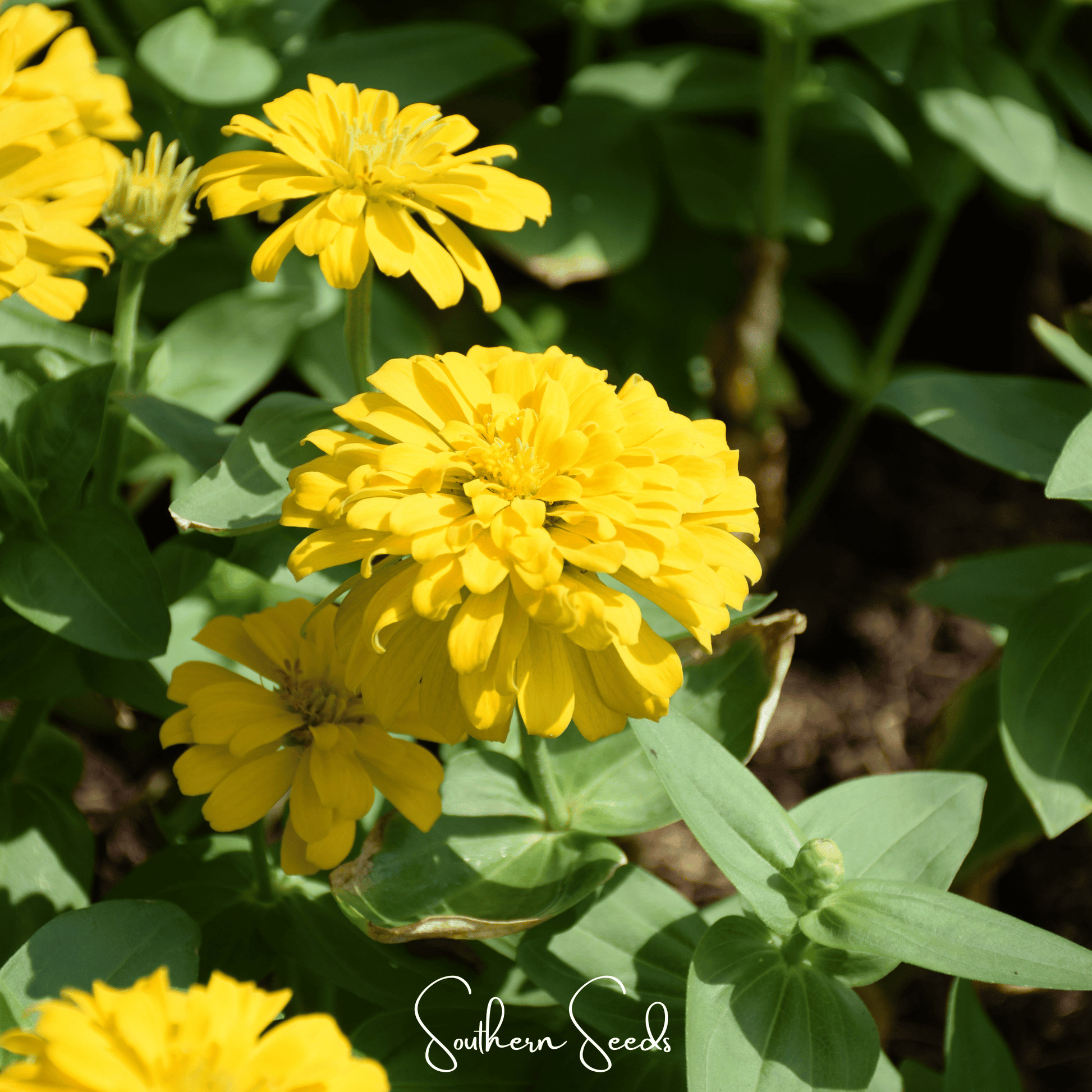 Yellow zinnia flowers with green leaves in a garden setting, featuring the brand 'Southern Seeds'.