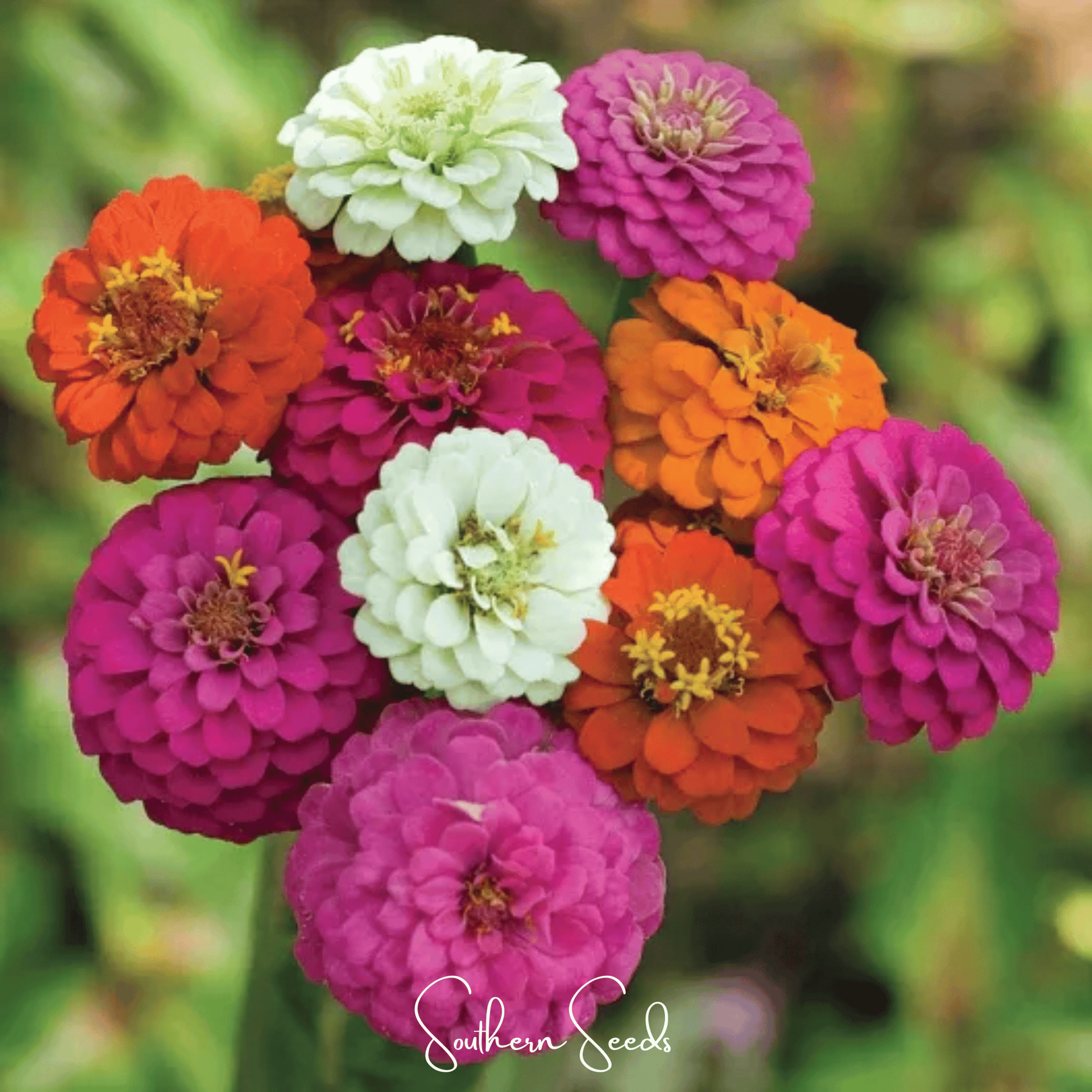 Colorful zinnia flowers with 'Southern Seeds' branding on a blurred green background